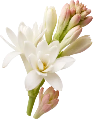 Stera firefly
